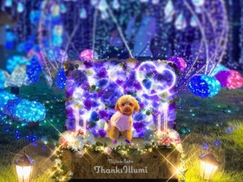 絆＋スタッフブログ | 修善寺の旬な情報をお届け